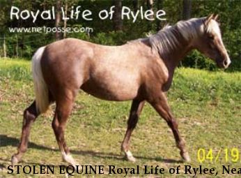 STOLEN EQUINE Royal Life of Rylee, Near Edgar Springs, MO, 65462